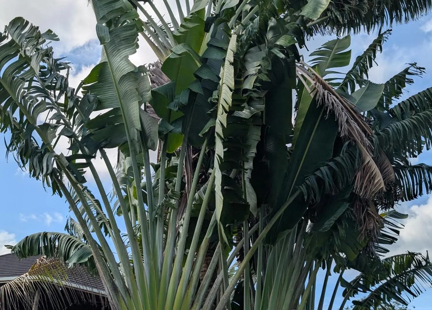 ***  Hotel Yoga Dreams Negril Jamajka